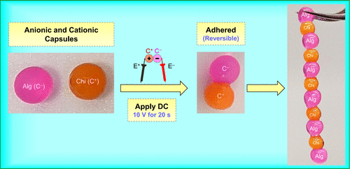 Universal Way to “Glue” Capsules and Gels into 3D Structures by Electroadhesion
